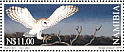 Western Barn Owl Tyto alba