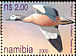 South African Shelduck Tadorna cana