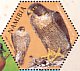 Peregrine Falcon Falco peregrinus