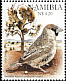 Sociable Weaver Philetairus socius  2008 Weaver birds of Namibia 