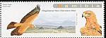 Tawny Eagle Aquila rapax  2009 Eagles of Namibia 