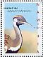 Black-bellied Bustard Lissotis melanogaster