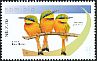 Little Bee-eater Merops pusillus  2015 Bee-eaters 