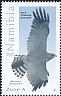 Dark Chanting Goshawk Melierax metabates