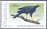 Black Sparrowhawk Accipiter melanoleucus