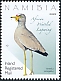 African Wattled Lapwing Vanellus senegallus