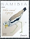White-crowned Lapwing Vanellus albiceps