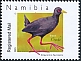 Black Crake Zapornia flavirostra  2023 Crakes of Namibia 