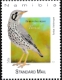 Namibia 2025 Thrushes of Namibia 