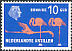 American Flamingo Phoenicopterus ruber