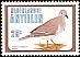 White-tipped Dove Leptotila verreauxi