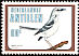 Tropical Mockingbird Mimus gilvus  1980 Birds 