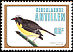 Bananaquit Coereba flaveola  1980 Birds 