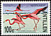 American Flamingo Phoenicopterus ruber  1985 Greater Flamingo 