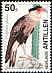 Crested Caracara Caracara plancus  1994 Birds 