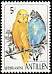 Budgerigar Melopsittacus undulatus  1997 Birds 