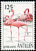 American Flamingo Phoenicopterus ruber  1997 Birds 