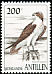 Western Osprey Pandion haliaetus