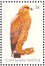 Savanna Hawk Buteogallus meridionalis