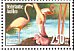 American Flamingo Phoenicopterus ruber