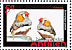 Australian Zebra Finch Taeniopygia castanotis