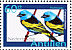 Blue-necked Tanager Stilpnia cyanicollis