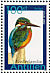 Common Kingfisher  Alcedo atthis