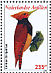 Ringed Woodpecker Celeus torquatus  2009 Birds Sheet
