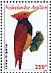 Ringed Woodpecker  Celeus torquatus