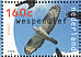 European Honey Buzzard Pernis apivorus  1995 Birds of prey  MS