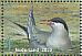 Common Tern Sterna hirundo  2016 Griend, Wadden Sheet