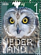 Short-eared Owl Asio flammeus  2020 Birds of prey Sheet, sa