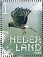 Hen Harrier Circus cyaneus  2020 Birds of prey Sheet, sa