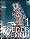 Long-eared Owl Asio otus  2020 Birds of prey Sheet, sa