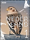 Snow Bunting Plectrophenax nivalis  2020 Coastal birds Sheet, sa