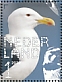 Great Black-backed Gull Larus marinus  2020 Coastal birds Sheet, sa