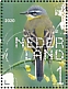 Western Yellow Wagtail Motacilla flava  2020 Farmland birds Sheet, sa