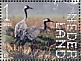 Common Crane Grus grus  2021 Dwingelderveld 10v sheet, sa