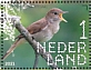 Common Nightingale Luscinia megarhynchos