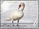 Mute Swan Cygnus olor