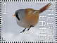 Bearded Reedling Panurus biarmicus