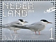 Common Tern Sterna hirundo  2023 Marker Wadden 10v sheet, sa
