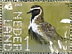 European Golden Plover Pluvialis apricaria