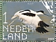 Pied Avocet Recurvirostra avosetta