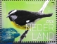 Bananaquit Coereba flaveola