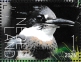Belted Kingfisher Megaceryle alcyon