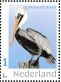 Brown Pelican Pelecanus occidentalis