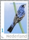 Blue Grosbeak Passerina caerulea