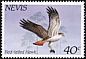 Red-tailed Hawk Buteo jamaicensis  1985 Local hawks and herons 