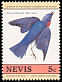 Eastern Bluebird Sialia sialis  1985 Audubon 